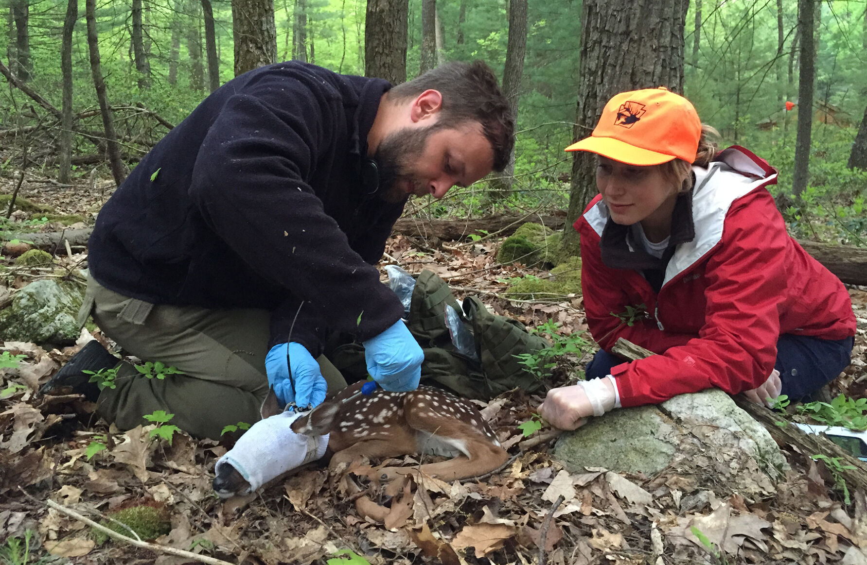 Tagging a fawn  for study
